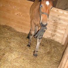 Anden særlig race Hovgaardens Flemming