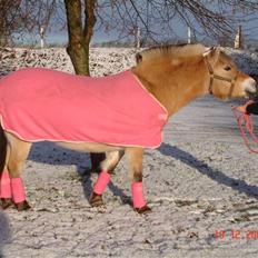 Fjordhest Søgaard's Ronja