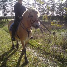 Fjordhest Søgaard's Ronja