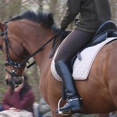 Dansk Varmblod Stald højgaards Siena