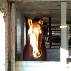 Anden særlig race Zafir*Solgt* :'(