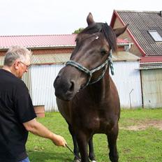 Anden særlig race Julle