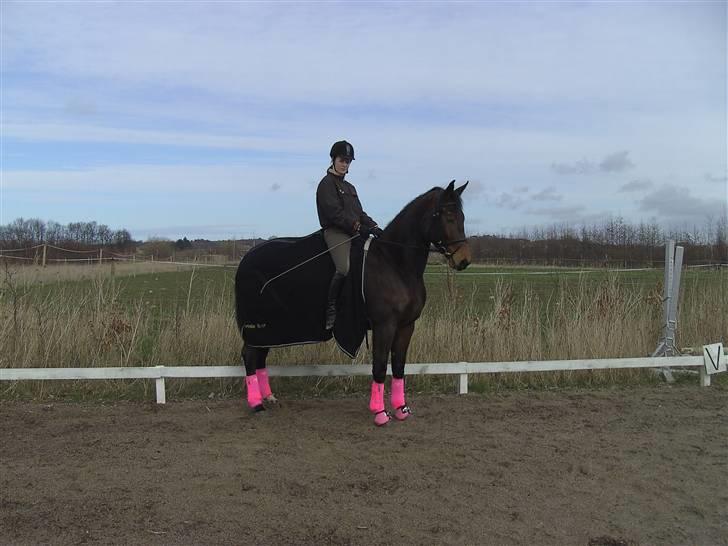 Dansk Varmblod Berlou (Aflivet) billede 18