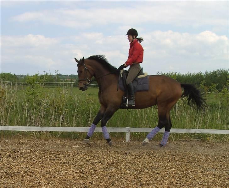 Dansk Varmblod Berlou (Aflivet) billede 19