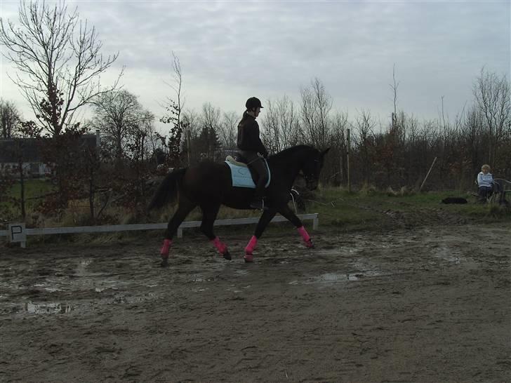 Dansk Varmblod Berlou (Aflivet) billede 20