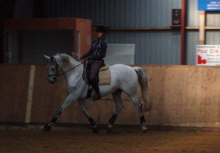 Dansk Varmblod Laiduc Attrup - Træning 15/3 2008 :) billede 7