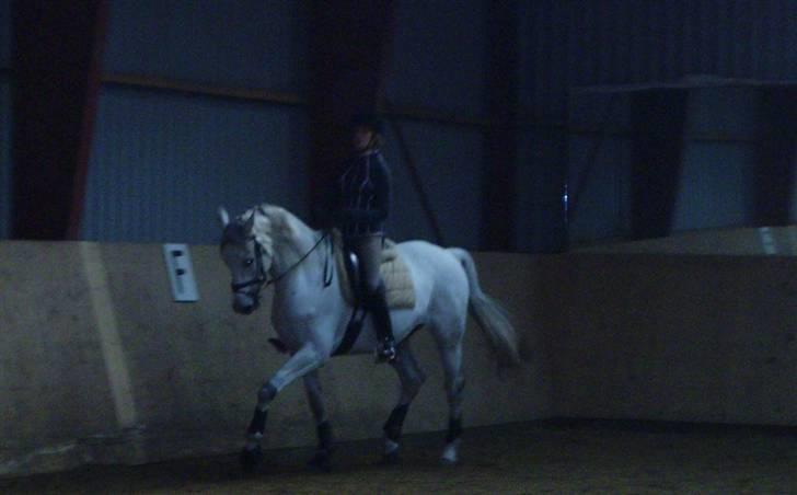 Dansk Varmblod Laiduc Attrup - Træning 15/3 2008 :) billede 8