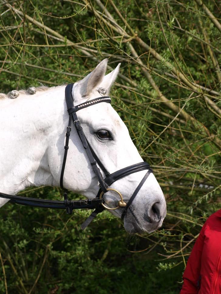 Dansk Varmblod Laiduc Attrup - Morsø 2008 (Foto: Sofie Slot) billede 9