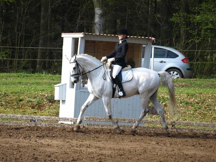 Dansk Varmblod Laiduc Attrup - Morsø 2008 (Foto: Sofie Slot) billede 10