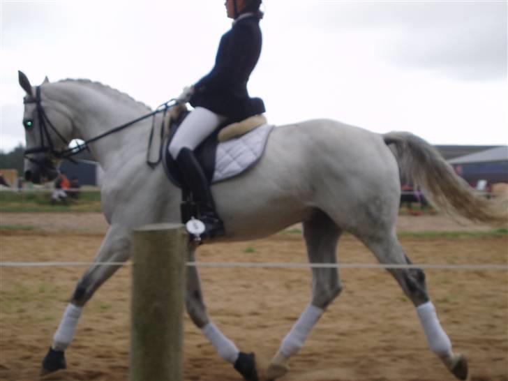 Dansk Varmblod Laiduc Attrup - Opvarmning til La1 i Hundborg :) 2007 billede 12