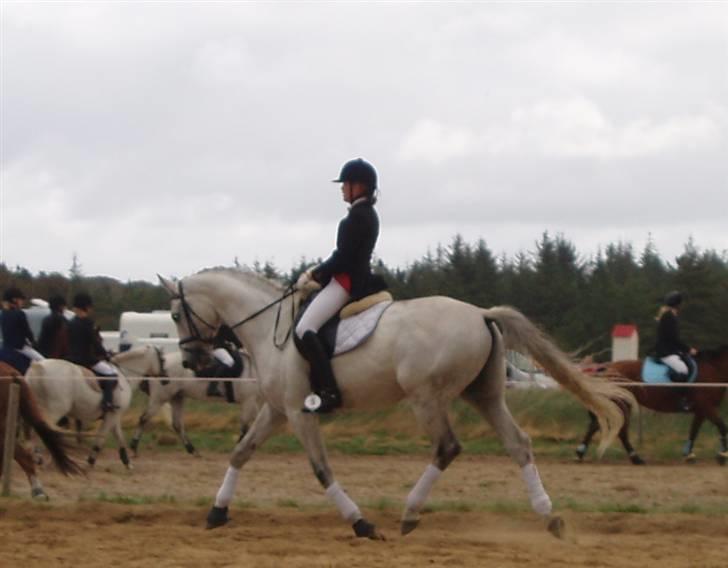 Dansk Varmblod Laiduc Attrup - Opvarmning til La1 i Hundborg :) 2007 billede 13