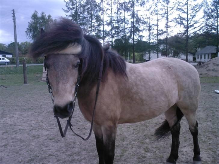 Anden særlig race Tjalfe ' Alt<3 *Gl. Part* -  3) Se hvor dejlig han er<3 April - juni ? 2008 billede 3