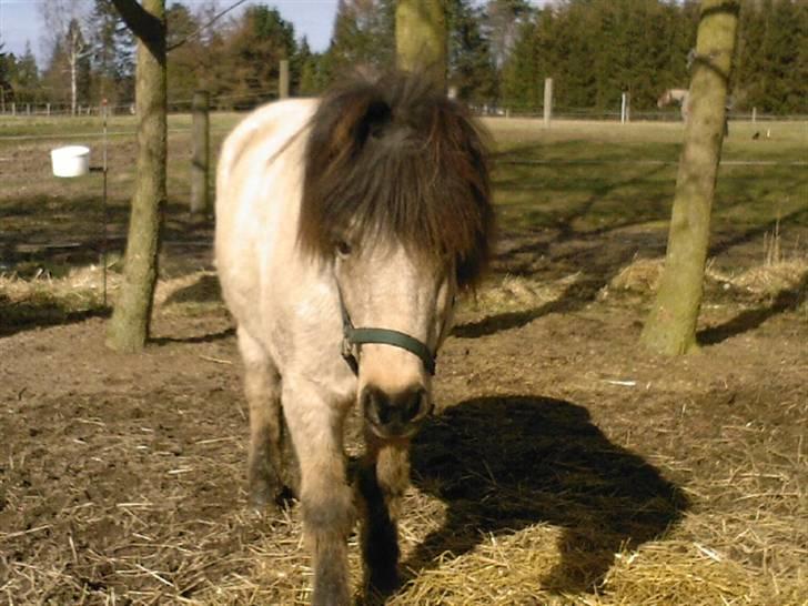 Anden særlig race Tjalfe ' Alt<3 *Gl. Part* - 4) På vej hen til mig {: <33 Marts - april ? 2008 billede 4