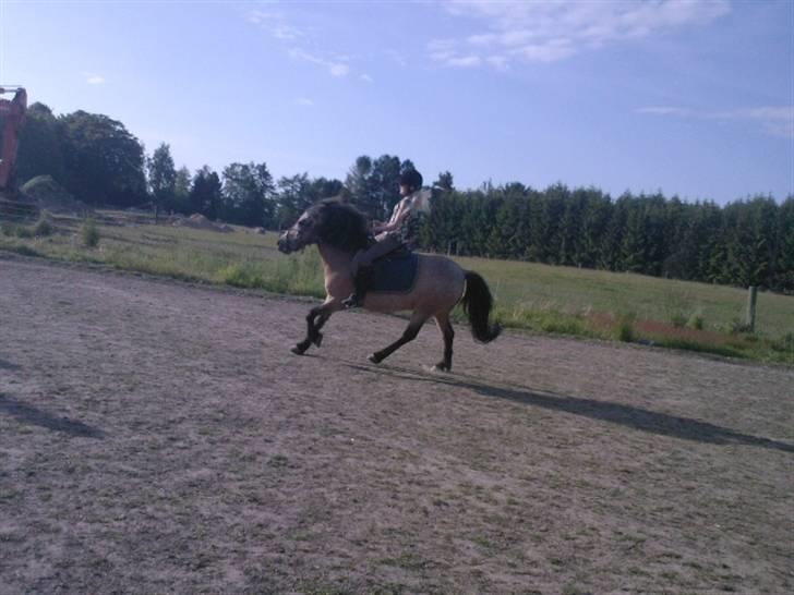Anden særlig race Tjalfe ' Alt<3 *Gl. Part* - 5) Jeg galopere <3 Er han ikk smuk! :D <3 I foråret - starten af sommeren 2008 ? billede 5