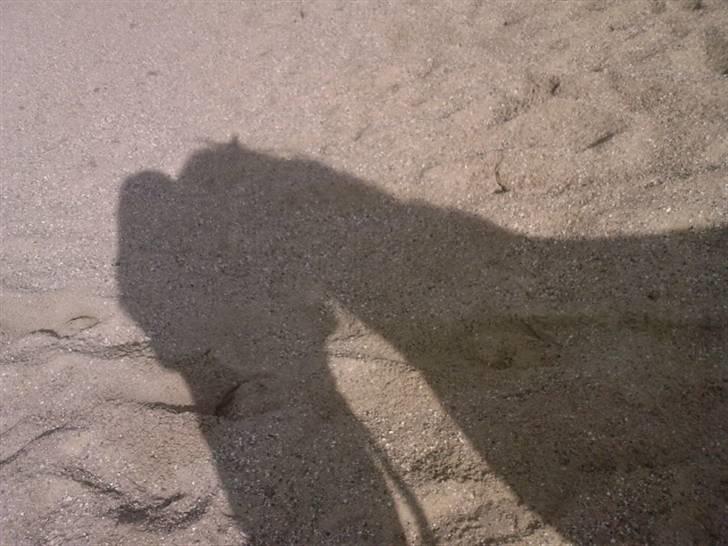 Anden særlig race Tjalfe ' Alt<3 *Gl. Part* - 7) Dig og mig altid<3 september 2008 billede 7