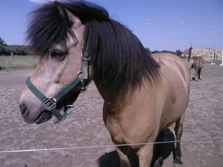 Anden særlig race Tjalfe ' Alt<3 *Gl. Part* - 8) På folden i sommervejr ;D <33 d. 4. Juni 2008 billede 8