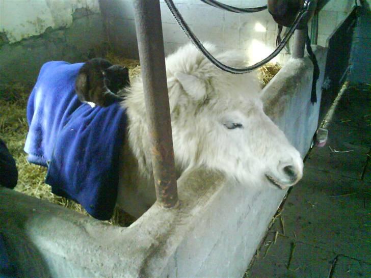 Shetlænder Riffer.R.I.P - Katten lægger lige og sover på Riffer : ) billede 16