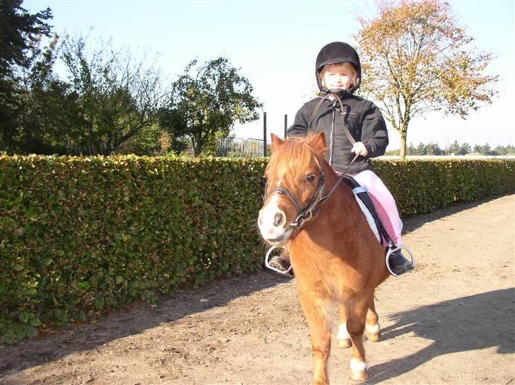 Shetlænder Mads (solgt) - Sidsel skal på tur med Mads. billede 3