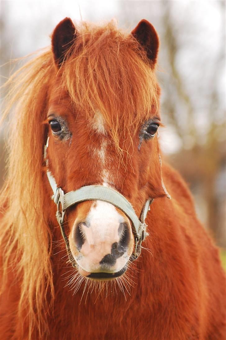 Shetlænder Mads (solgt) billede 5