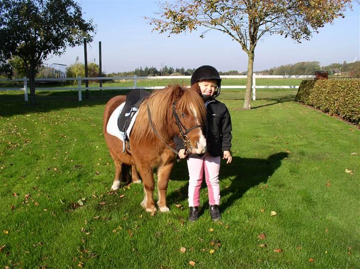 Shetlænder Mads (solgt) - Sidsel og Mads billede 7