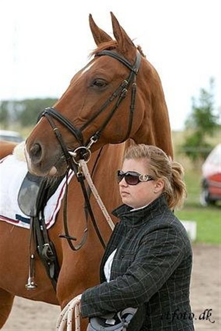 Dansk Varmblod Darcy R.I.P billede 12