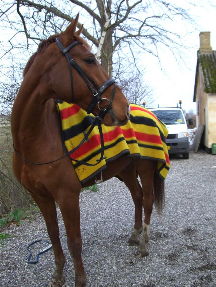 Dansk Varmblod Darcy R.I.P billede 13