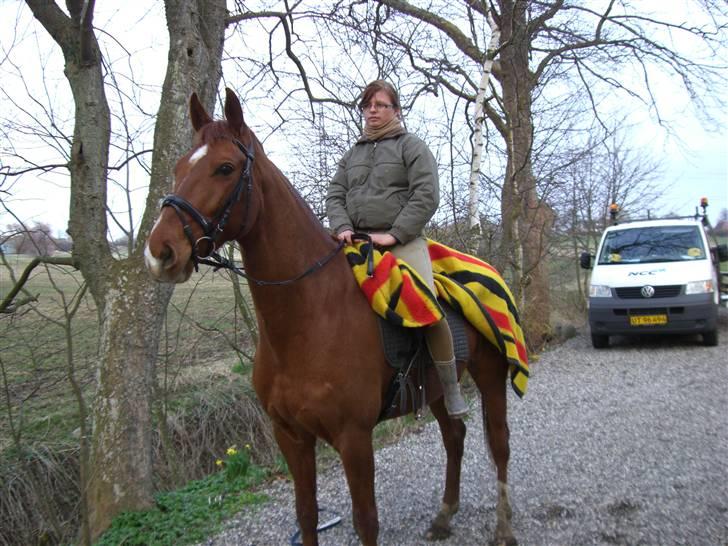 Dansk Varmblod Darcy R.I.P billede 14