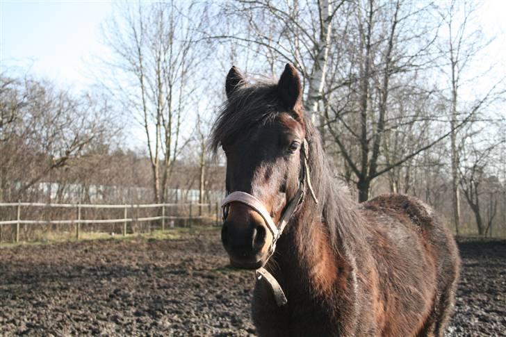 Welsh Pony af Cob-type (sec C) Ellekildes Luna - Nuurh.. Min lille skat på fold, elsker dig babyh<3 Foto: Hux billede 20