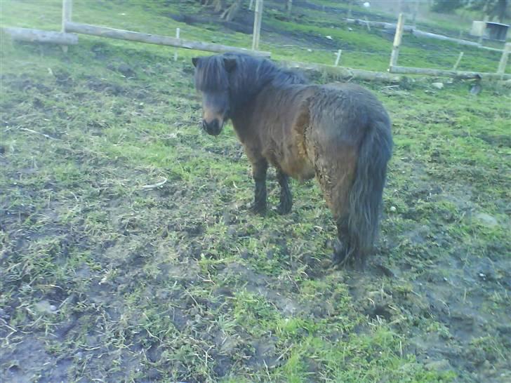 Shetlænder R.I.P Prins :'( - Tudeluuuh :D   Prinsemand, du er verdens dejligste Priiiins :D <33 billede 5