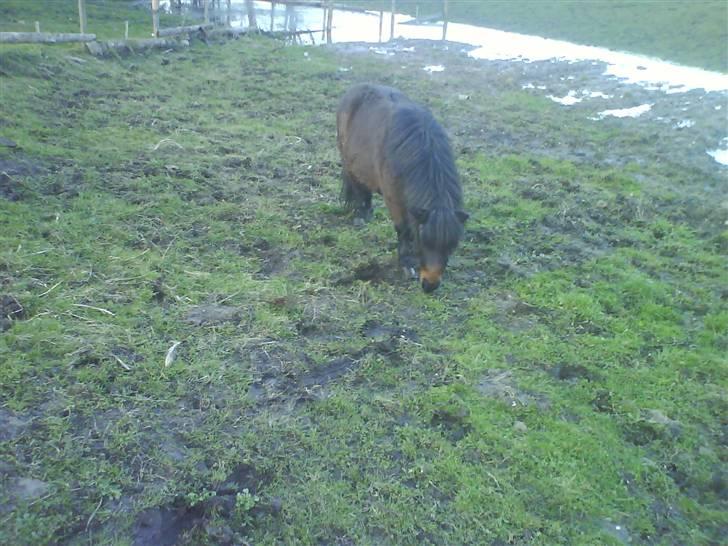 Shetlænder R.I.P Prins :'( billede 6