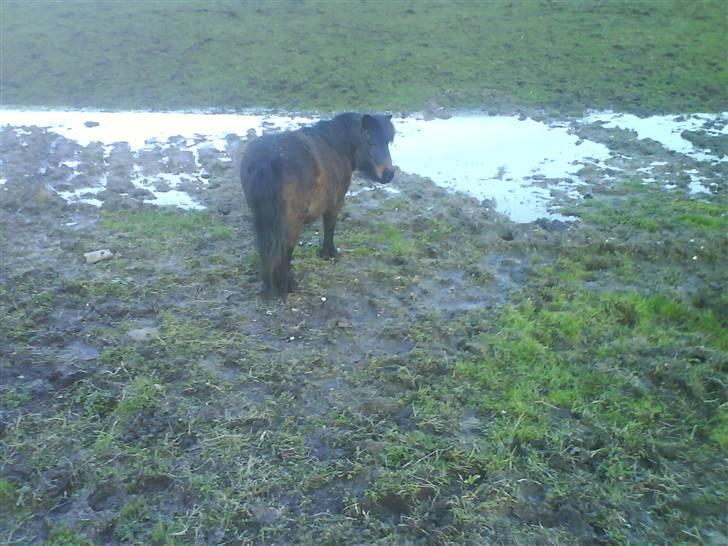 Shetlænder R.I.P Prins :'( billede 7