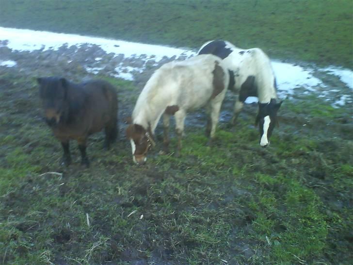 Shetlænder R.I.P Prins :'( - Prins og de andre heste :D billede 8