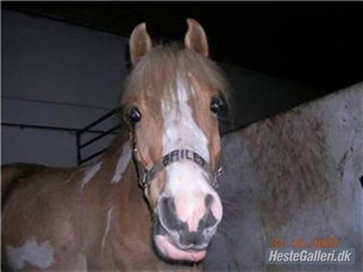 Anden særlig race Bailey <3 - solgt d.08/08/2007. - 2} - da jeg var ude at besøge bailey, han havde fået ny grime ;)  billede 2