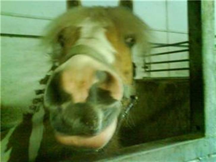 Anden særlig race Bailey <3 - solgt d.08/08/2007. - 5} - bailey til stævne hos de nye ejere. billede 5