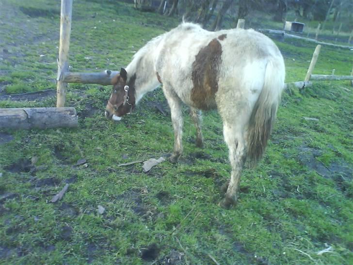 Pinto Djina <3 "Byttet" :/ billede 9