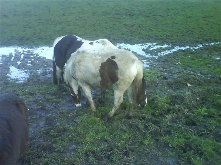 Pinto Djina <3 "Byttet" :/ billede 10