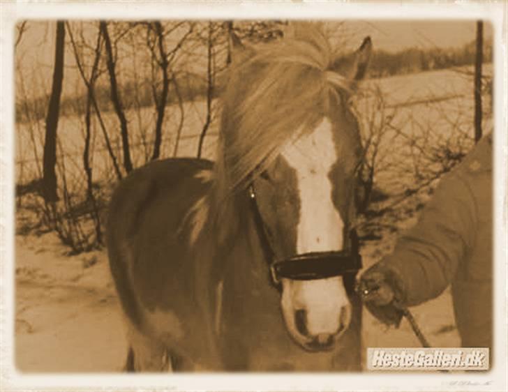 Anden særlig race Bailey <3 - solgt d.08/08/2007. - 7} - ligner lidt en lille hingste mand? ;) billede 7