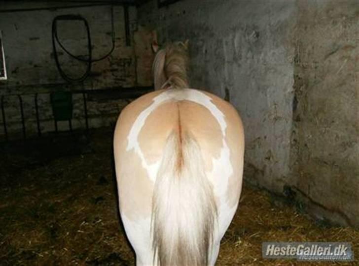 Anden særlig race Bailey <3 - solgt d.08/08/2007. - 8} - læg mærke til hans O på numsen. billede 8