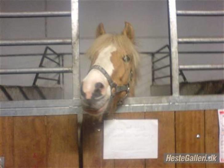 Anden særlig race Bailey <3 - solgt d.08/08/2007. - 9} - besøgs billede. billede 9