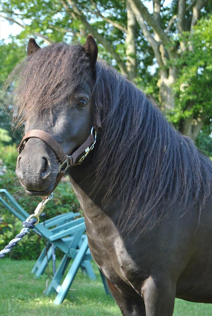 Anden særlig race Gucci - solgt  - HINGSTE BASSE :D . Foto: mig  billede 8