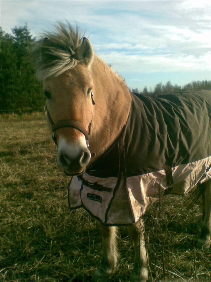 Fjordhest LOTTE Gl. PART billede 12