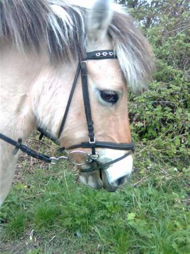 Fjordhest LOTTE Gl. PART billede 13