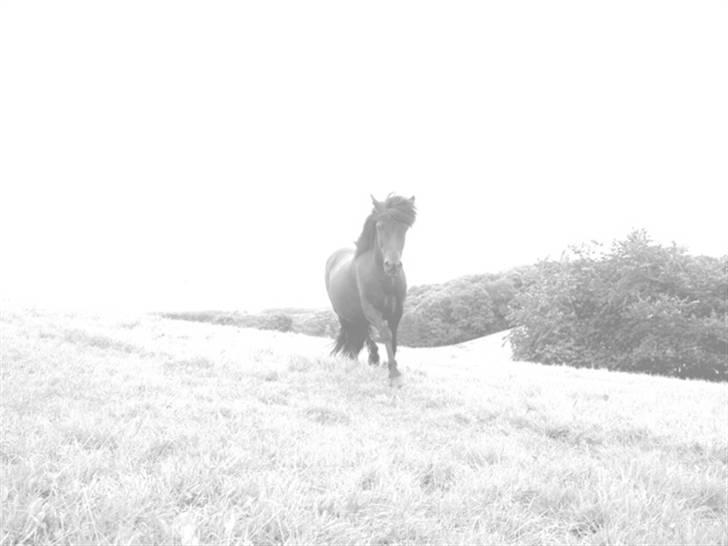 Islænder Ása fra Reykjavík billede 1