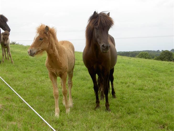 Islænder Ása fra Reykjavík billede 2