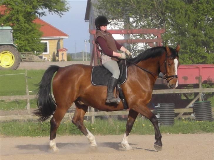 Dansk Varmblod Præstegårdens Ibert - Ibert d.15.marts 2008 billede 1