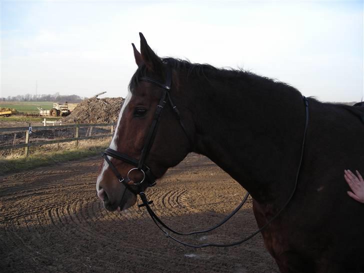 Dansk Varmblod Præstegårdens Ibert - Ibert d.10.februar 2008 billede 2