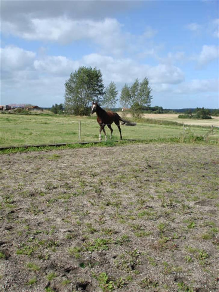 Traver Bobby Hallegård udlånt billede 14
