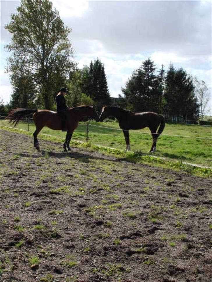 Traver Bobby Hallegård udlånt billede 15