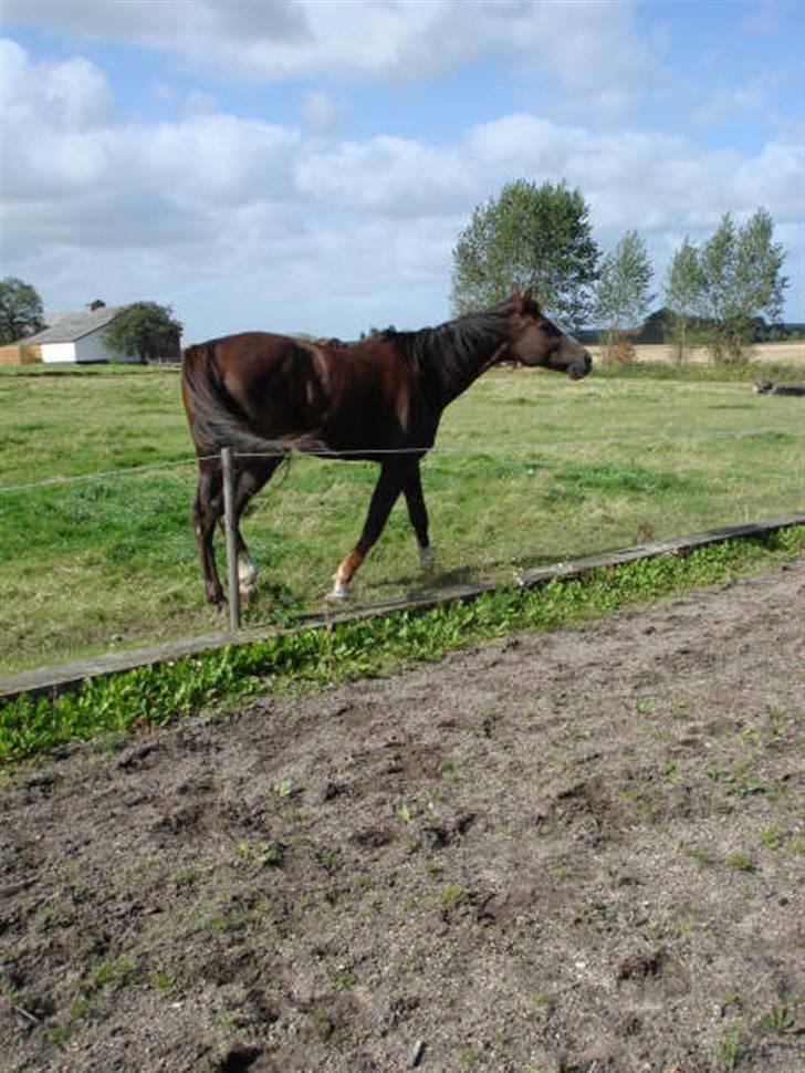 Traver Bobby Hallegård udlånt billede 16
