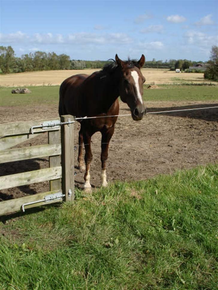 Traver Bobby Hallegård udlånt billede 17